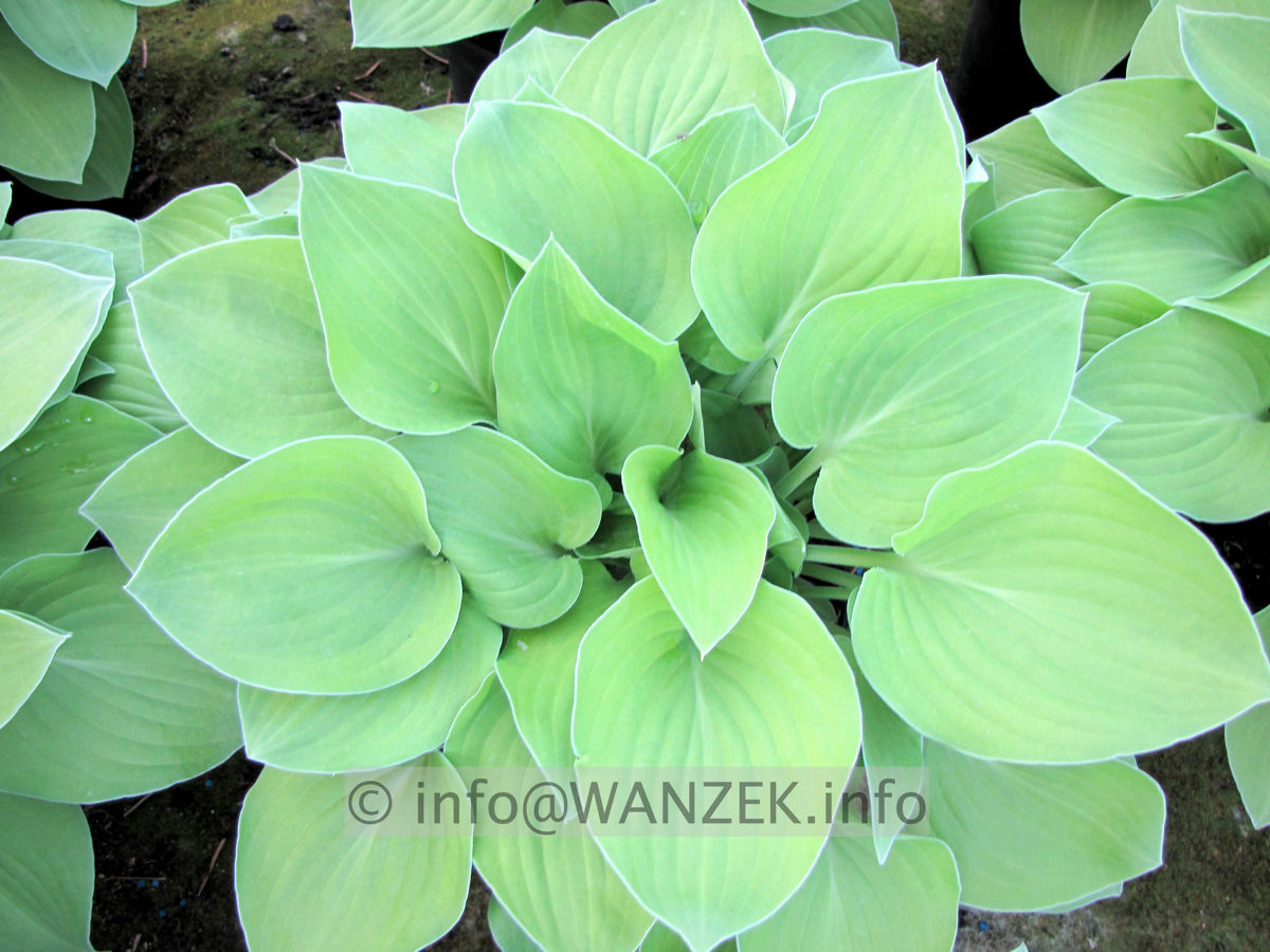 Hosta nakaiana Golden Nakaiana 09.JPG